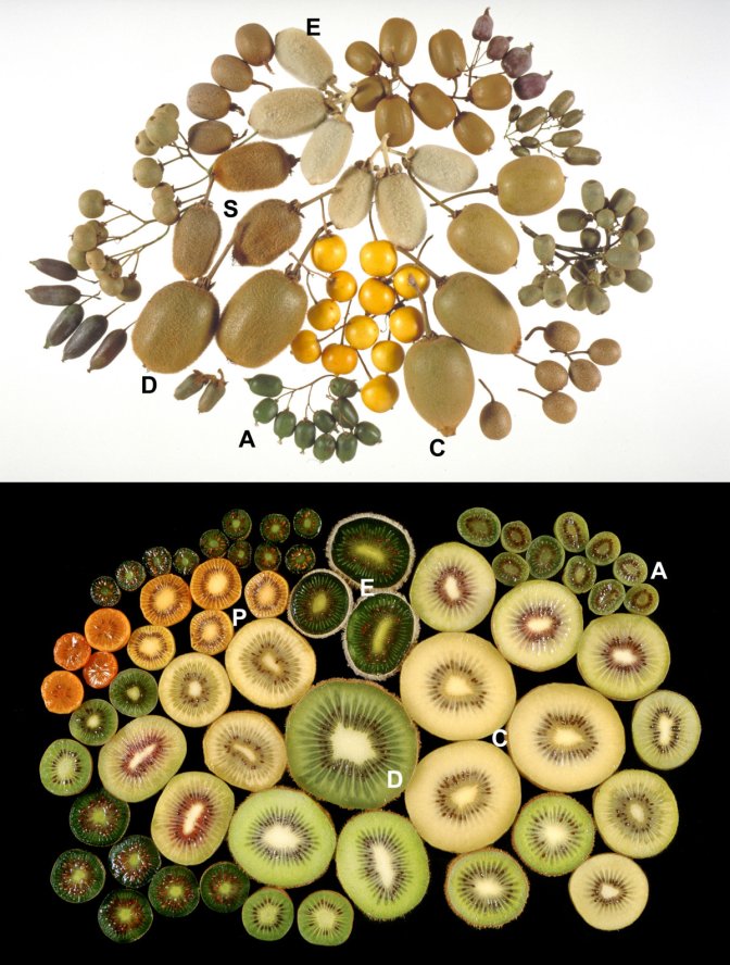 Actinidia fruits.jpg